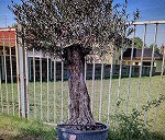 drzewko oliwne w donicy
