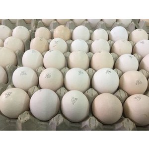 Hatching eggs on pallets, temperature 14-16 Celsius