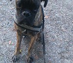 Dog (boxer, 1.5 years old, )