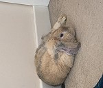1 rabbit
