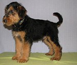 Mały pies, 10 tygodniowy, Airedale Terrier