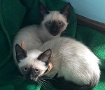 2 Siamese Kittens